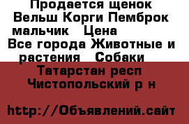 Продается щенок Вельш Корги Пемброк мальчик › Цена ­ 65 000 - Все города Животные и растения » Собаки   . Татарстан респ.,Чистопольский р-н